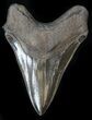 Sharply Serrated, Megalodon Tooth - South Carolina #36175-2